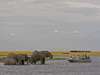 Chobe Chilwero - spot elephant on a boat excursion